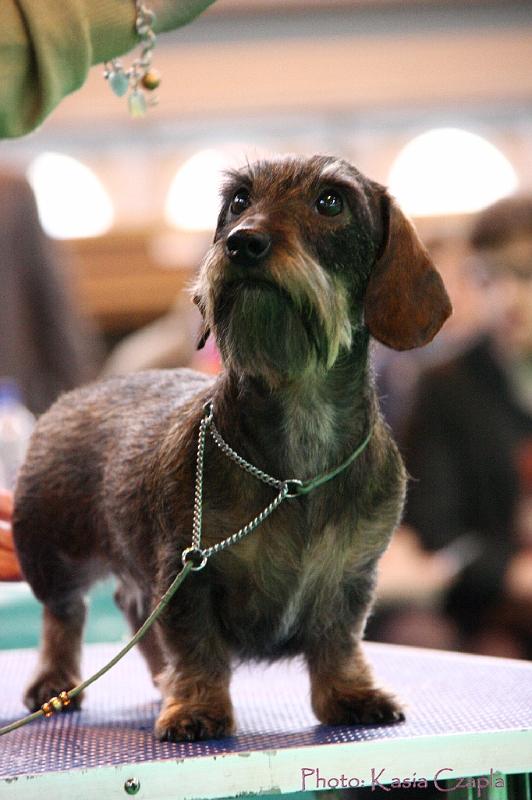 Crufts2011_2 1492.jpg